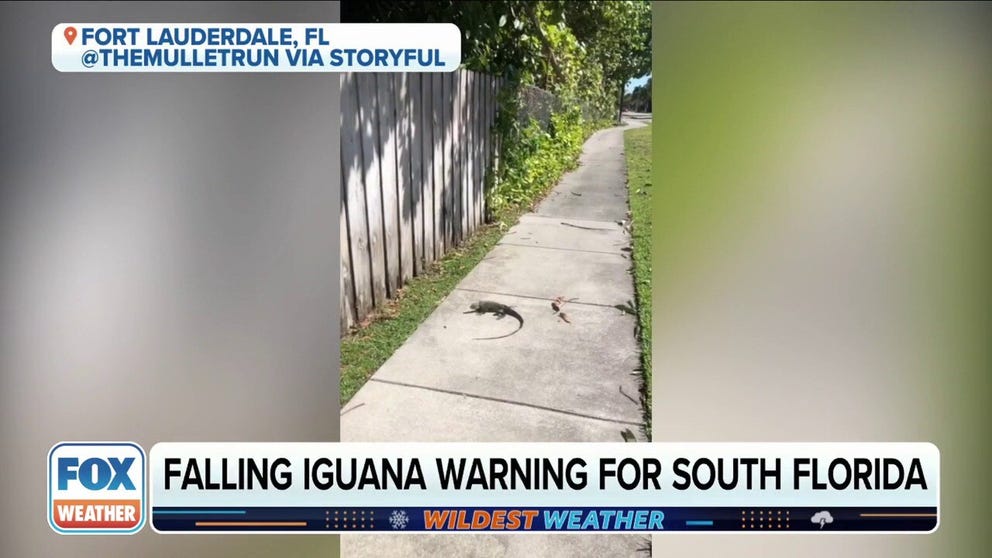 Video shows an iguana laying on a sidewalk in Ft. Lauderdale, Florida. Officials had issued a falling iguana warning this weekend after arctic air plunged south.
