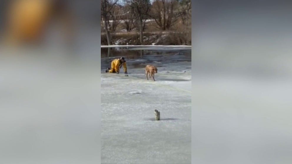 South Metro Fire Rescue release video of a firefighter rescuing a golden retriever from an ice-covered pond along the Big Dry Creek Trail in Centennial, Colorado. 