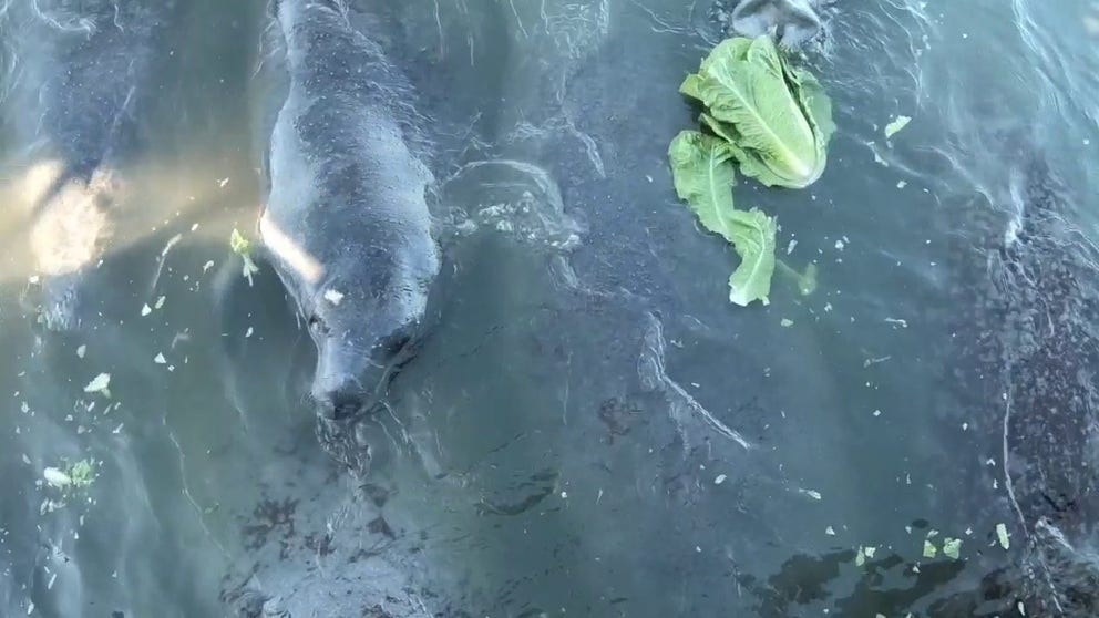 Florida reported 97 manatee deaths during the first 28 days of January. (Video from Florida Fish and Wildlife Conservation Commission)