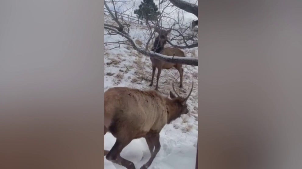 Elk are seen roaming across the snowy landscape close to the town of Evergreen, Colorado. On the morning of February 6, light snow fell across the mountains and foothills of central Colorado. (Video: @Fly_Agaric via Storyful)