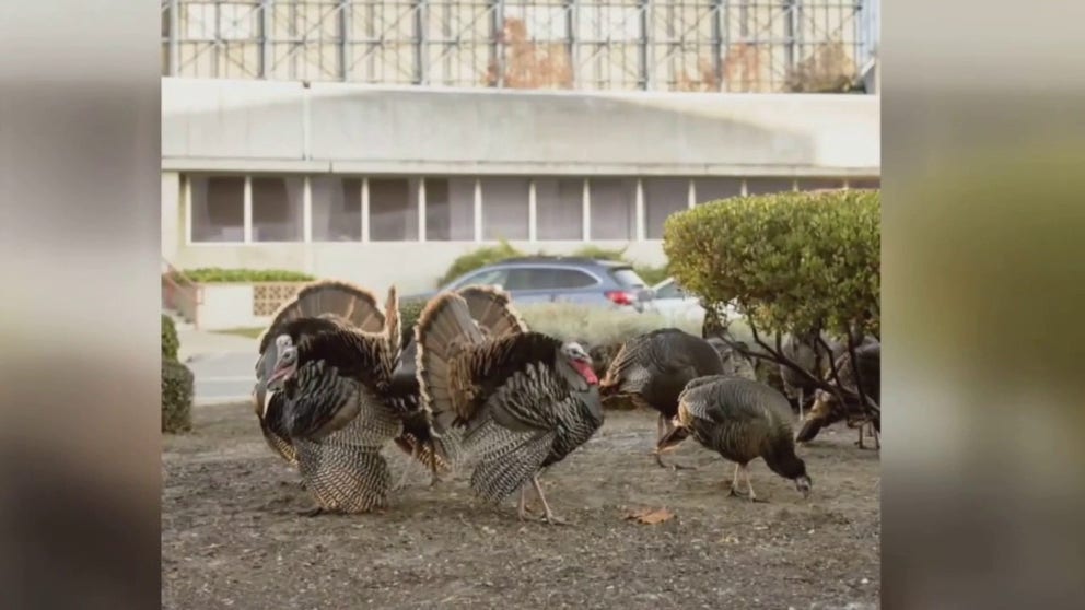 About 30 turkeys are roosting at the NASA Ames Research Center and Moffet Airfield in Silicon Valley.