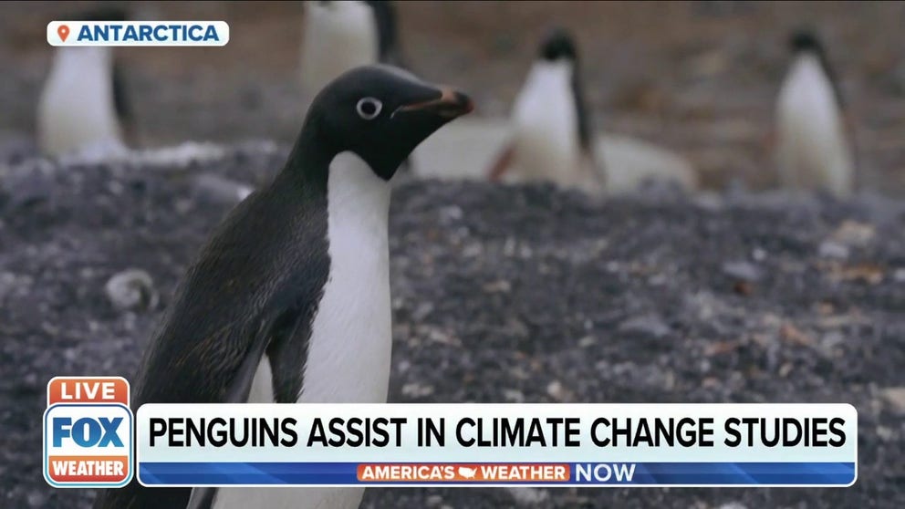 By closely monitoring Adélie penguins, scientists hope to get a better gage on how quickly warming temperatures are impacting vulnerable ecosystems. 