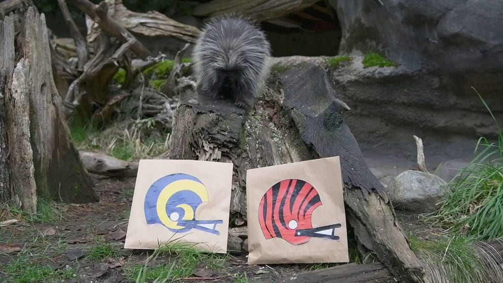 A porcupine at the Northwest Trek Wildlife Park in Washington’s Pierce County picked the Cincinnati Bengals to edge out the Los Angeles Rams in the Super Bowl.
