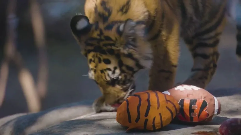 An adorable tiger cub from the Dallas Zoo 