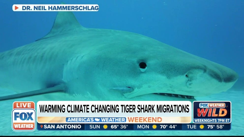 Scientists have been tracking recent tiger shark migrations. FOX Weather's Brandy Campbell explains more on their findings. 