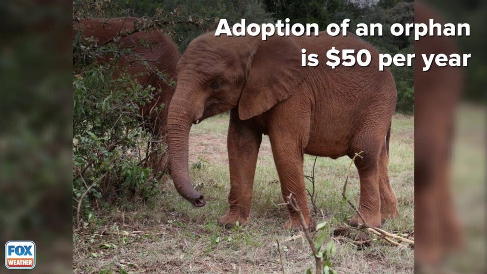 The Sheldrick Wildlife Trust says there’s more than 100 animals at the Nairobi Nursery up for adoption