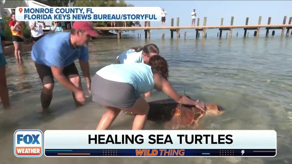 The Turtle Hospital in Marathon, Florida rescued 50-year-old Sheldon and released him into the wild just in time for mating season. Manager Betty Zirkelbach shared with FOX Weather why mating season is so important to the species.