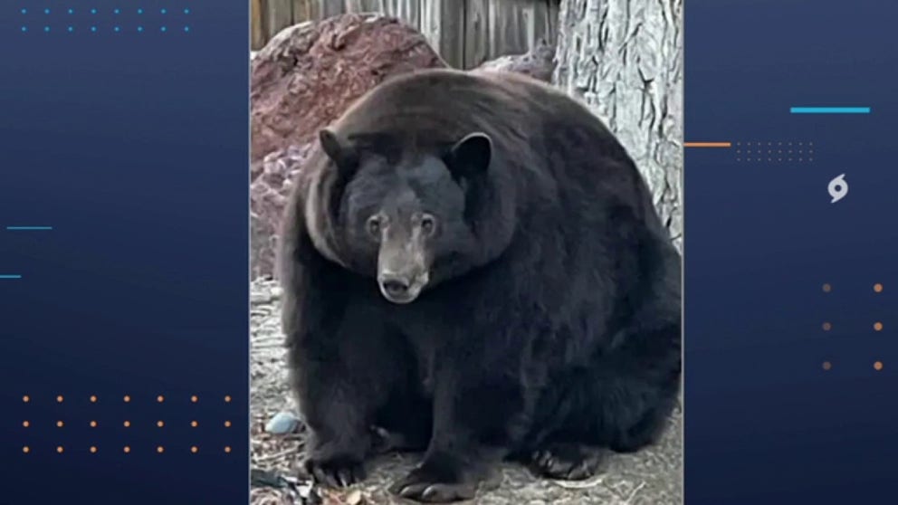 ‘Hank the Tank,’ a 500-pound Lake Tahoe bear, has broken into many California homes in search of food. Bear League Director Anne Bryant joins ‘FOX Weather Wild’ and discusses what’s being done to protect the massive bear. 