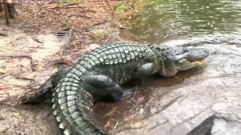 A huge alligator escaped its lagoon at the New South Wales Central Coast Zoo as floodwaters lifted it over the boundary fence.