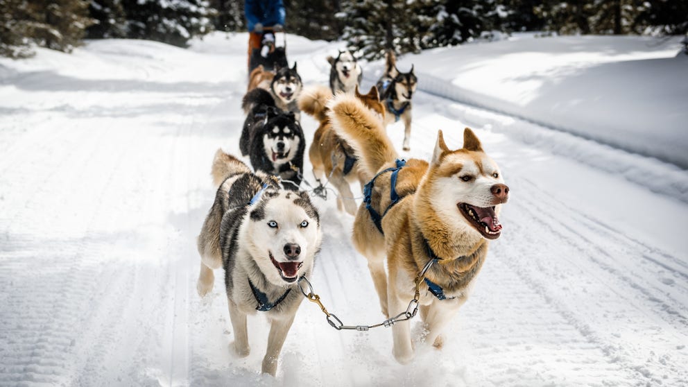 Running 100 miles or more a day, the canines that compete in the Iditarod Trail Sled Dog Race are in a league of their own. 