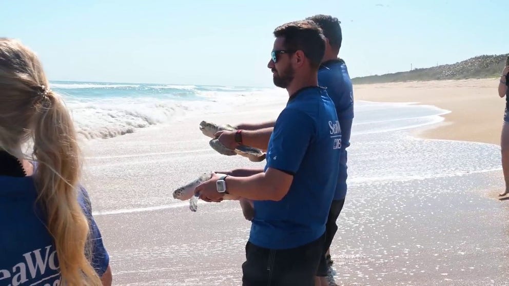 10 rehabilitated and endangered Kemp's ridley sea turtles that were rescued on Cape Cod over the winter were released into the ocean in Florida earlier this month.