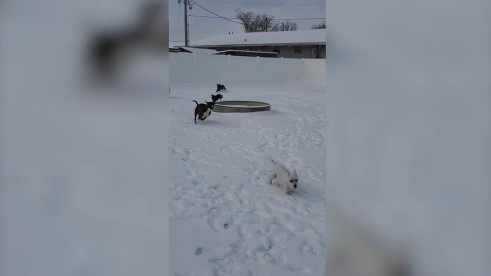 Residents in Northeast Kansas woke to snowfall on Thursday. This footage, recorded and posted to Facebook by a local pet grooming service, shows dogs tearing around in the snow in Manhattan, Kansas.