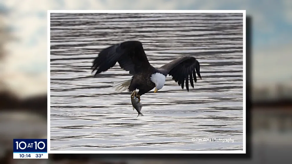 Photographers and bird watchers flock to Covill Park in Red Wing every year to see the dozes of eagles that perch and hunt there. The nearby power plant dumps recycled water into the Mississippi River, keeping the water warm enough that it doesn’t freeze over in the winter. 