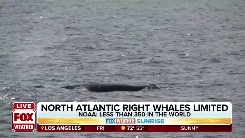 North Atlantic Right Whales are one of the world’s most endangered large whale species. NOAA reports there are less than 350 of them left.