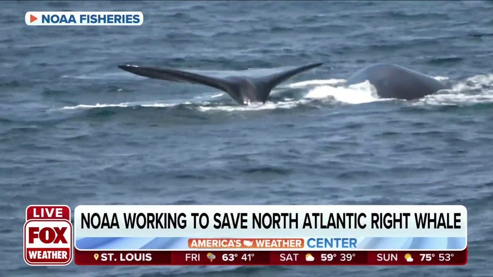 As less than 350 North Atlantic Right Whales remain, The National Oceanic and Atmospheric Administration fisheries are working on solutions to save the endangered species while keeping the fishing industry profitable. FOX Weather’s Katie Byrne with more on the efforts. 