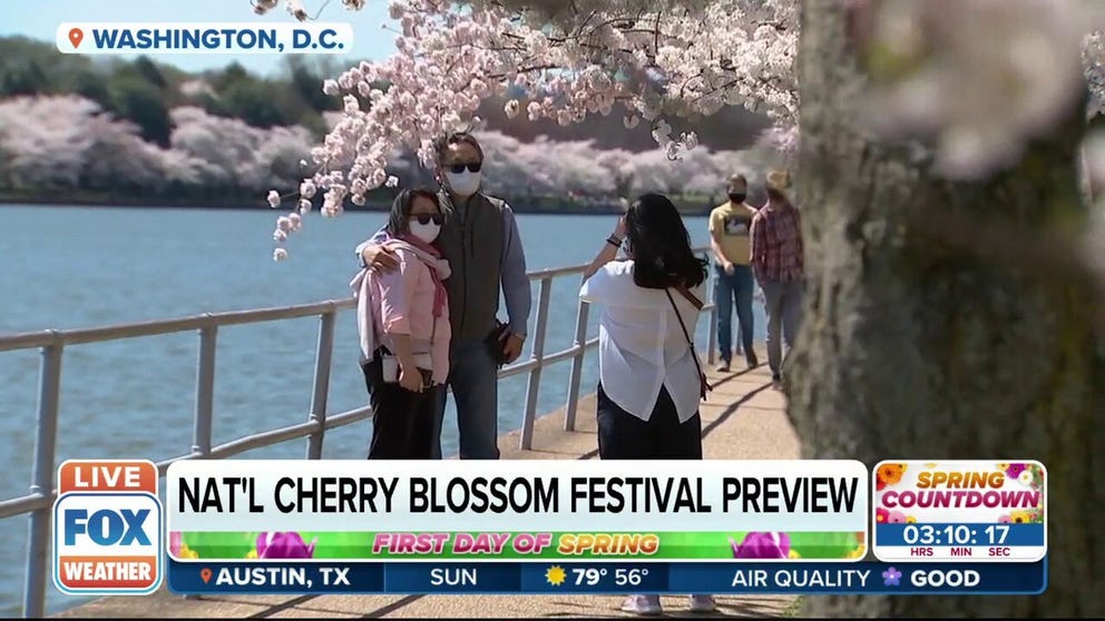 Chief of communications and spokesperson for the National Mall and Memorial Parks Mike Litterst joined FOX Weather on Sunday morning to give us a preview of the National Cherry Blossom Festival in Washington, D.C.