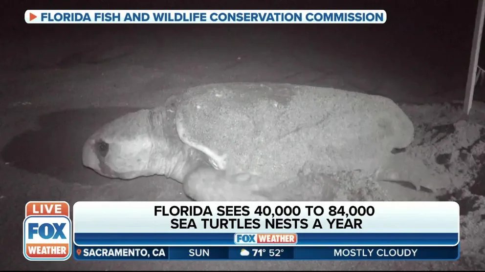 FOX Weather multimedia journalist Brandy Campbell explains what’s being done to protect sea turtles on Florida beaches during nesting season.