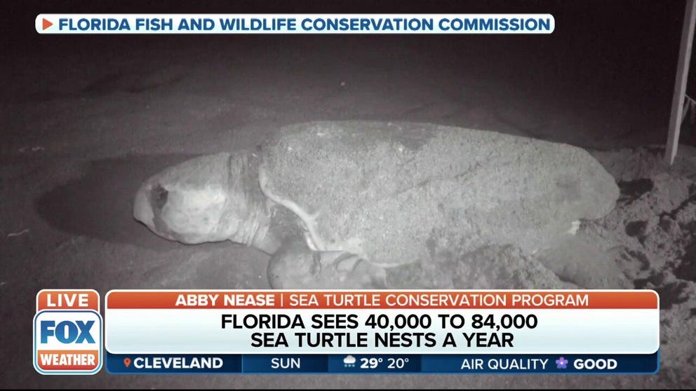 FOX Weather multimedia journalist Brandy Campbell explains what’s being done to protect sea turtles on Florida beaches during nesting season.