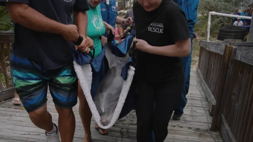 Young dolphin, Ranger, was airlifted Friday from a rehabilitation center in Texas to Marathon, Florida which will be the permanent home for the bottlenose not able to be released into the wild.