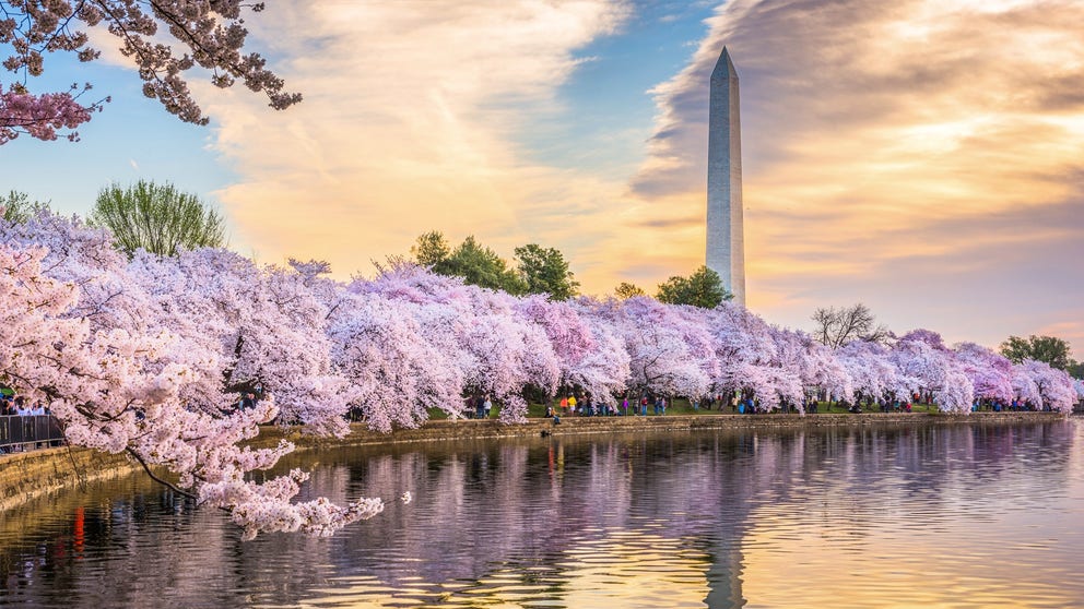 DC cherry blossoms to reach peak bloom this week