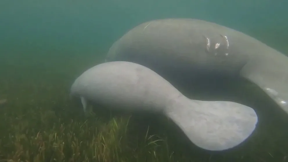 A commissioner in Brevard County is facing criticism from marine advocates after he suggested allowing people to kill manatees as a way to control their population.