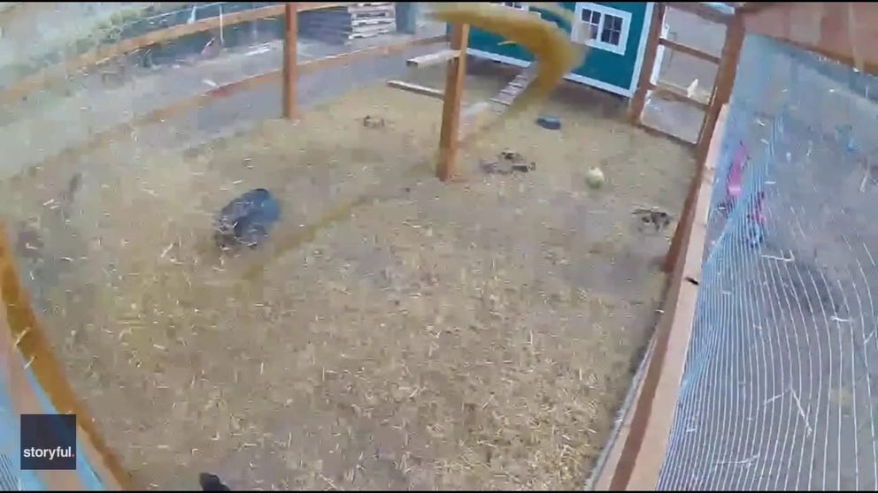 A dust devil moved through a Colorado chicken coop providing a scare to the hens.
