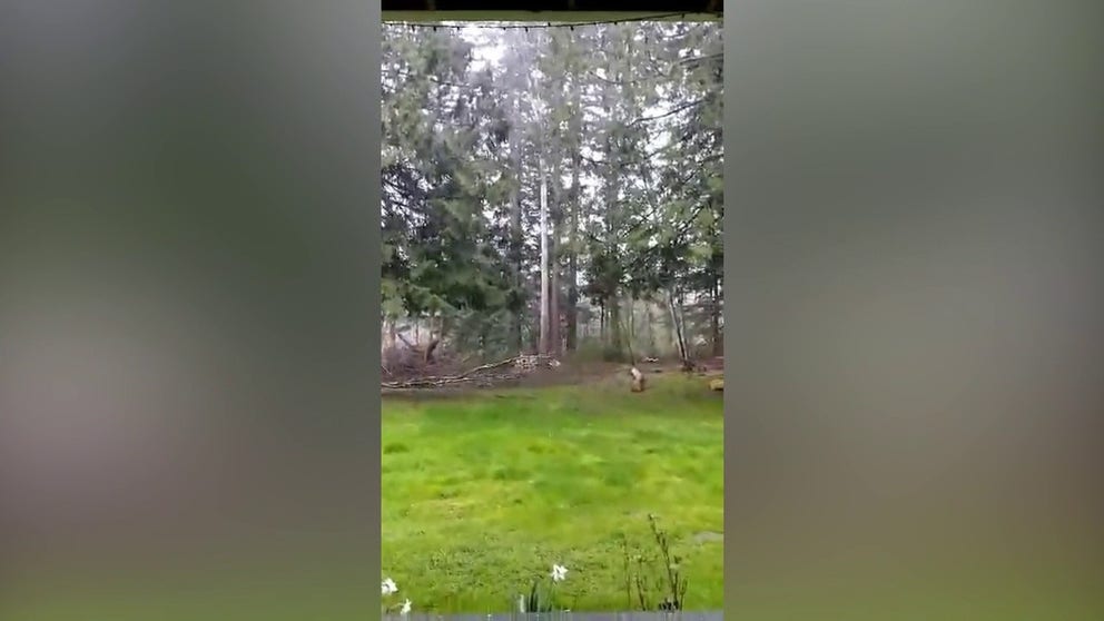 Lightning slams the ground just near a home in Nooksack, Washington on Monday. (Video: Ashley Sturtz)
