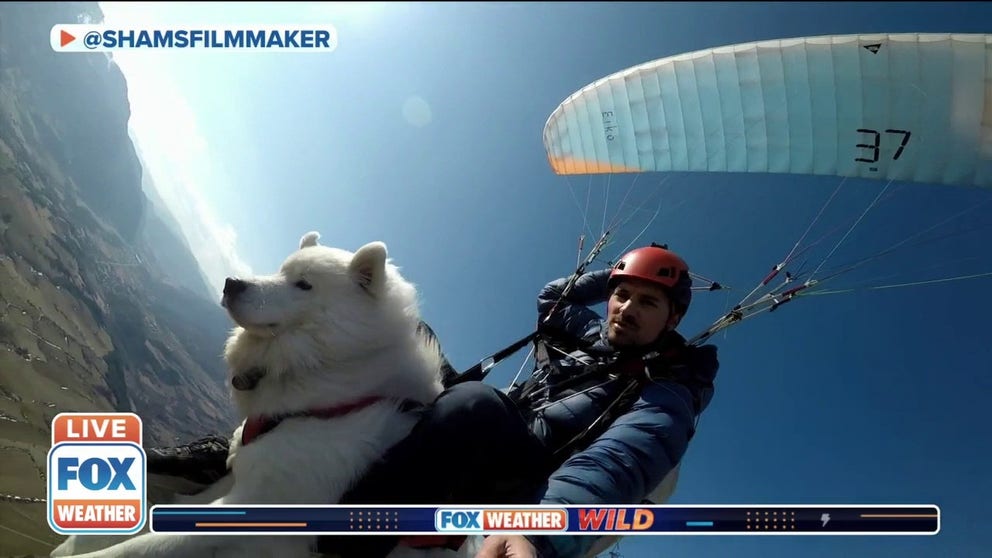 Adventure film-maker Shams tells FOX Weather Wild how he and his Samoyed Ouka take flight and enjoy the outdoors.  