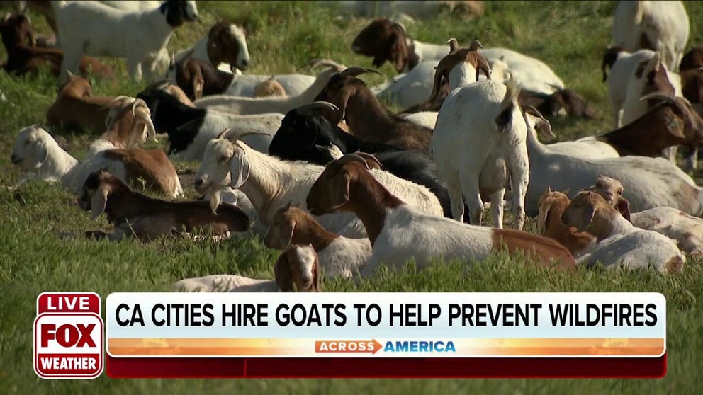 Goats are munching vegetation in Sacramento so areas prone to wildfires are less likely to burn. FOX Weather’s Max Gorden has more.