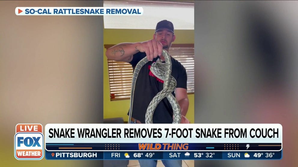 So-Cal Rattlesnake Removal owner Alex Trejo discusses how he removed a large snake from a man’s couch without injury. Trejo also shares his scariest encounters on FOX Weather Wild. 