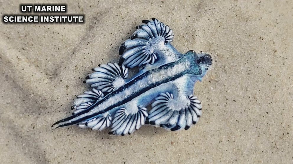 The unusual-looking creatures can be identified by wing-like fins and bizarre blue markings. Venomous sea slugs have recently been spotted along beaches on North Padre and Mustang Islands.