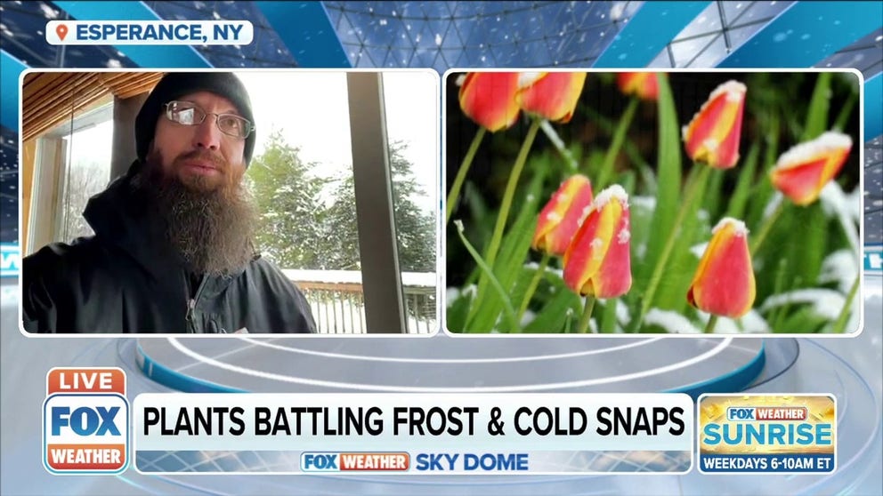 Fred Breglia, Executive Director of the Landis Arboretum and Certified Arborist, discusses how people can best protect their plants from frost during cold snaps. 