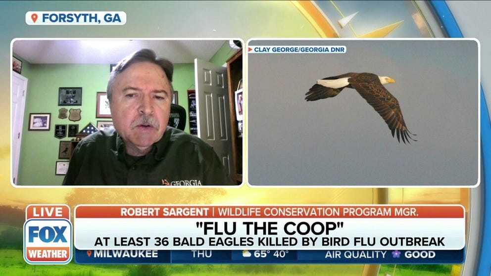 Bird flu is killing bald eagles as the outbreak sweeps across the US. Dr. Robert Sargent, Wildlife Conservation Program Manager, explains why. 