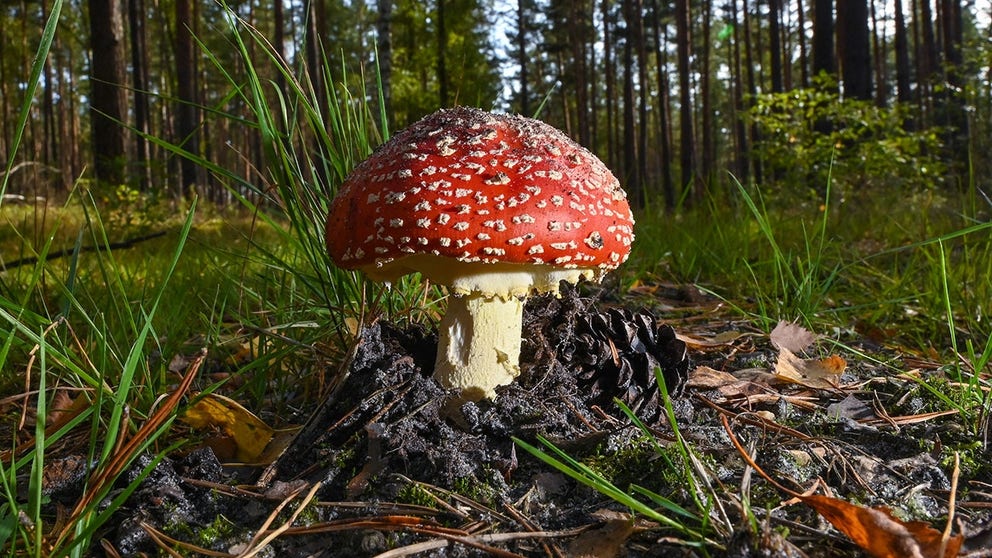 Fungi play an important part in the health of forest ecosystems and their ability to fight climate change.