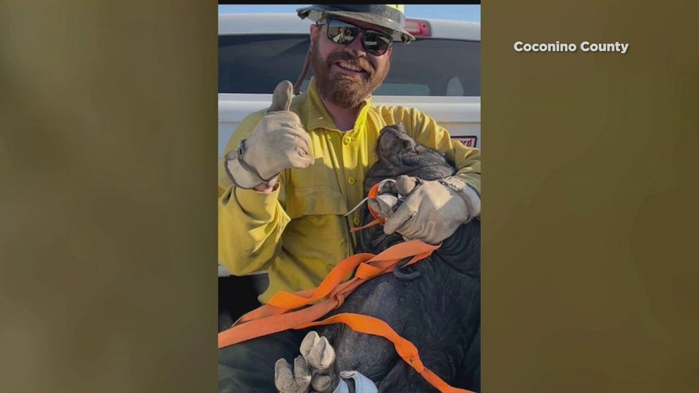 A firefighter cradles a rescued, domesticated pig to calm her down on the ride to a shelter. The pig was one of the many animals lost since the Arizona wildfire started last week.