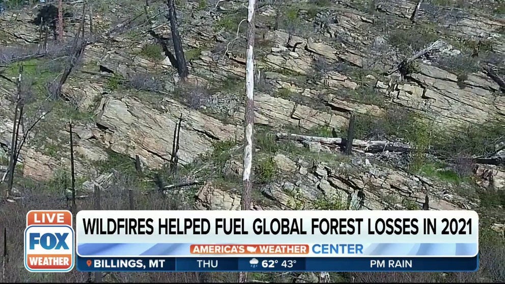 Mikaela Weisse, Deputy Director of Global Forest Watch, joined FOX Weather to talk about the global trends of forest loss due to wildfires from 2001 to 2019.