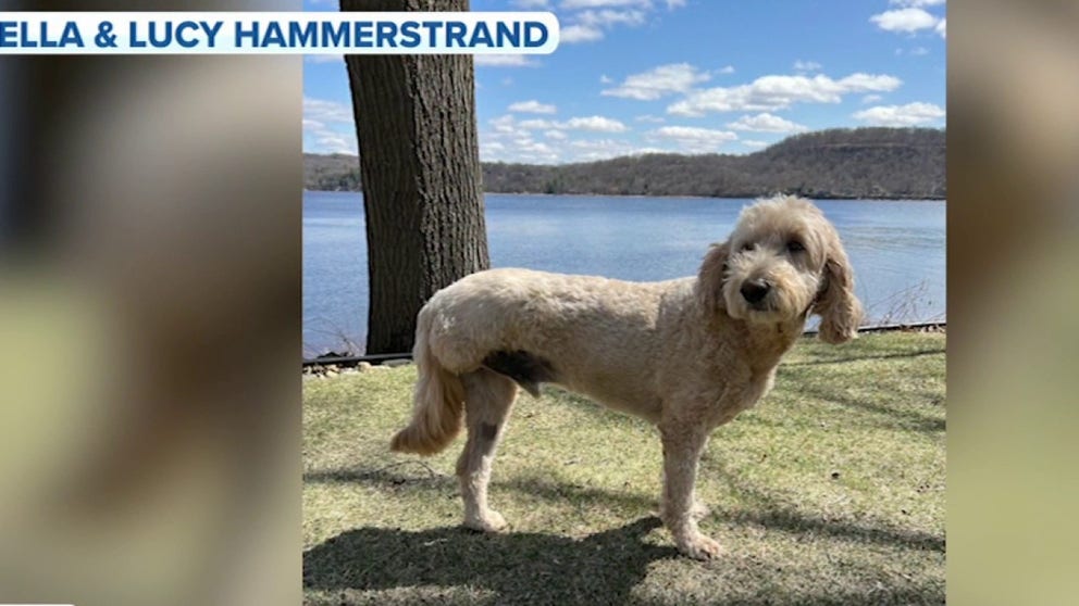 A Goldendoodle by the name of Gus swam into the St. Croix River and rescued a baby otter from frigid waters. The grandchildren of Gus’s owner Ella and Lucy Hammerstrand share his heroic tale with FOX Weather Wild.