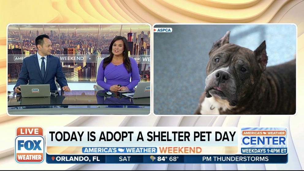 Saturday is National Adopt a Shelter Pet Day. Millions of dogs and cats sit in shelters across the country at any given time, and the day is meant to help encourage people to adopt. Matt Richards, manager of foster engagement at the ASPCA Adoption Center, joins FOX Weather.