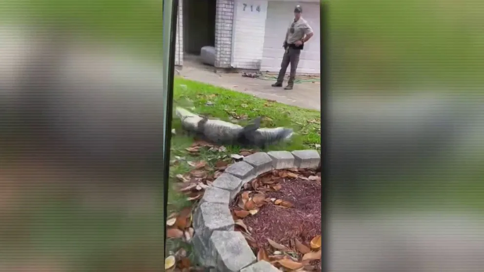 The 8-foot alligator on a Texas porch battles with a trapper before being immobilized and moved.