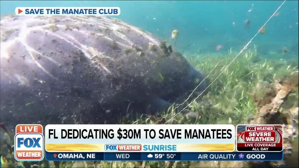 $30 million of Florida's budget will go towards saving manatees. The money will go to expanding the state's network of acute care facilities, supporting habitats and to supporting pilot programs. 