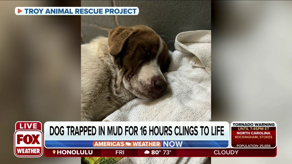 Director of Troy Animal Rescue Project Tiffany Howington on how an Australian-shepherd named River fights for survival after being trapped for 16 hours in knee-deep mud along the Choctawhatchee River.