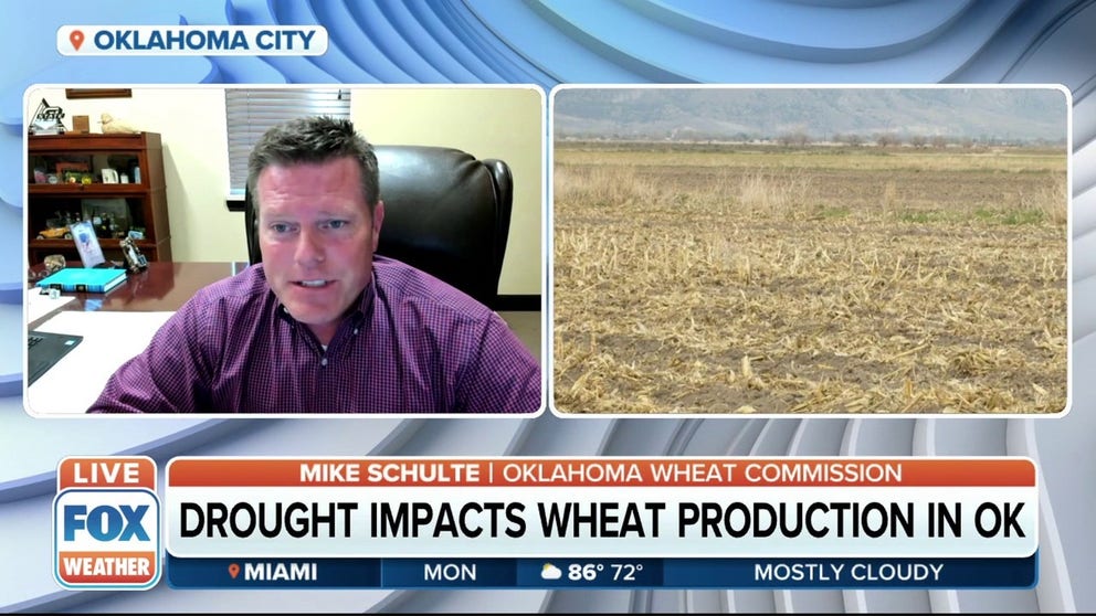 Despite recent rains, wheat production will be down this year because of the drought in Oklahoma. 