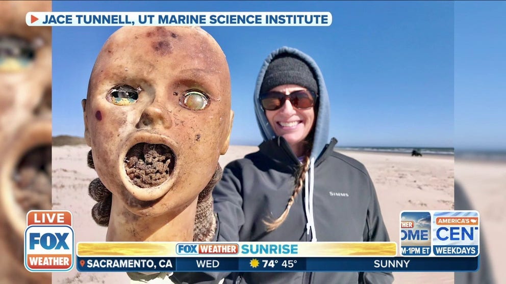 Researchers who study sea life find "creepy dolls" covered in barnacles, missing limbs and some stained green due to algae.
