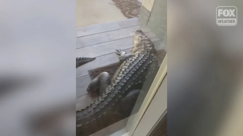A large alligator blocked the entryway to a home near Tampa, Florida, on May 11, taking a rest on the welcome mat. 
