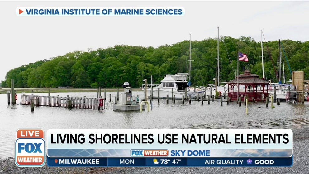 Molly Mitchell, Research Assistant Professor at Virginia Institute of Marine Sciences, joined FOX Weather to help us better understand living shorelines and how they help to reduce coastal flooding and erosion. 