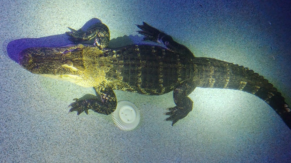 In Punta Gorda, Florida, a family calls 911 after discovering a 550-pound gator in their backyard swimming pool. 