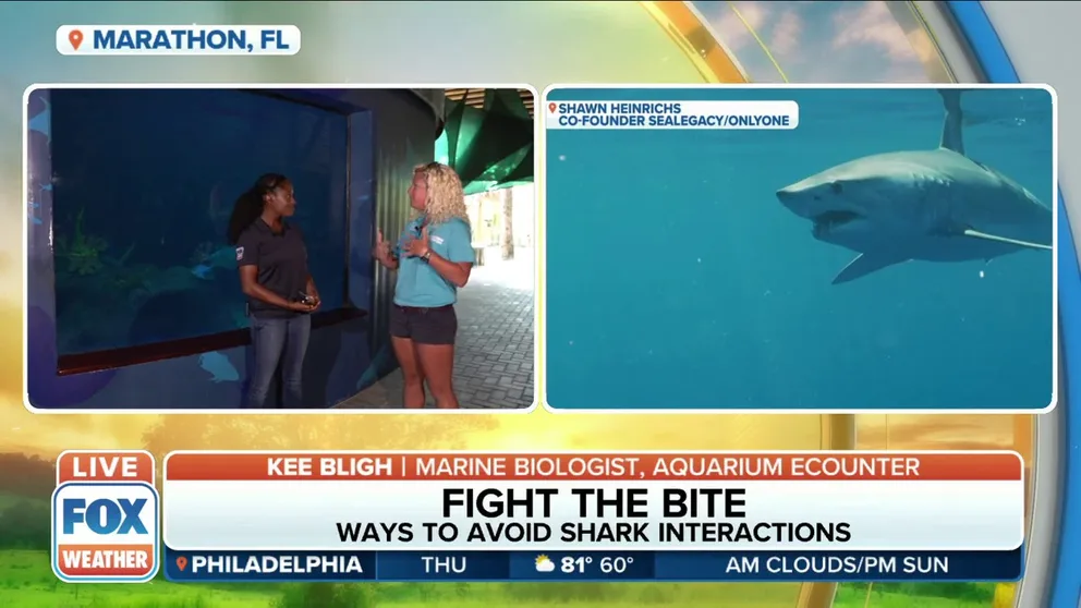 FOX Weather multimedia journalist Brandy Campbell was at Aquarium Encounters and spoke with Marine Biologist Kee Bligh about ways to avoid being bitten by a shark.