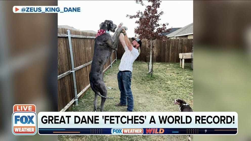 At over 7-feet tall, a Great Dane named 'Zeus' holds the world record for being the tallest dog. 