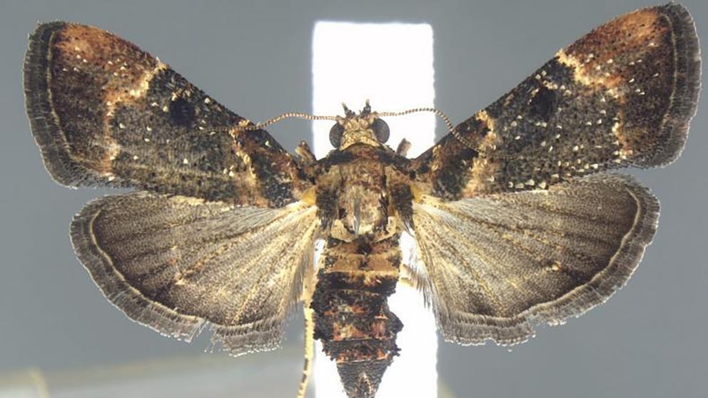 An extremely rare moth species was recently encountered at Detroit Metropolitan Airport and is considered to be the first sign of the species since 1912.