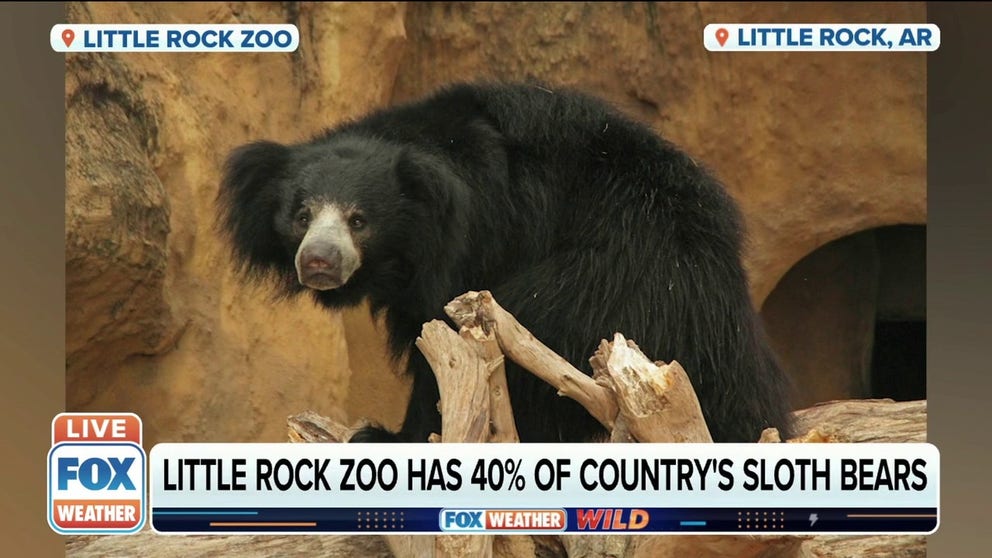 Little Rock Zoo Claire McElroy educates zoo-goers on bear species and safety 